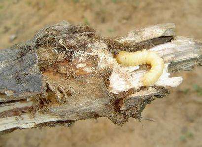 果树有了钻心虫怎么治,果树里面的钻心虫怎么治