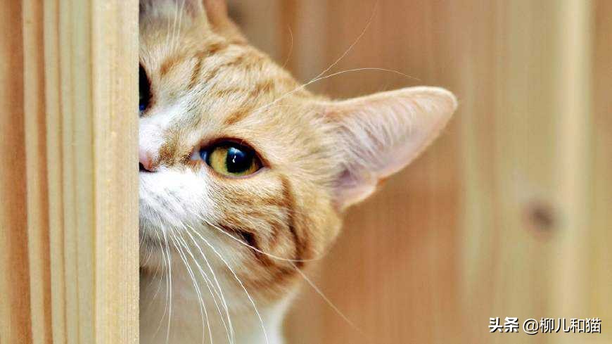 猫咪绦虫驱不干净,猫咪绦虫会不吃不喝吗