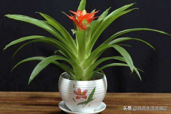 鸿运当头叶片变黄怎样处理,养花鸿运当头怎么养