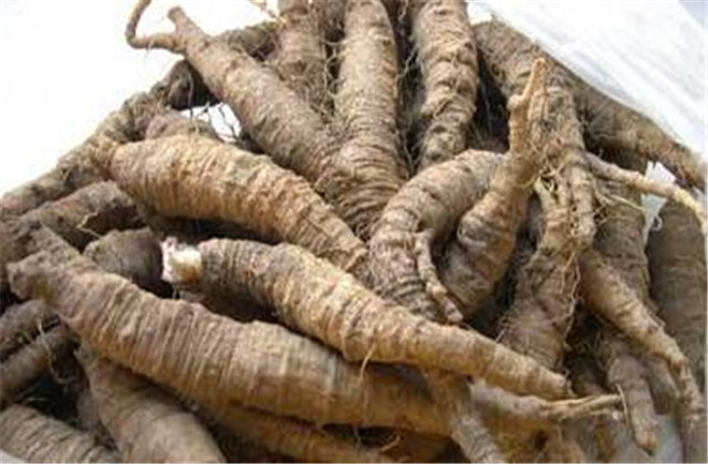 轮叶沙参日晒法,沙参种植技术