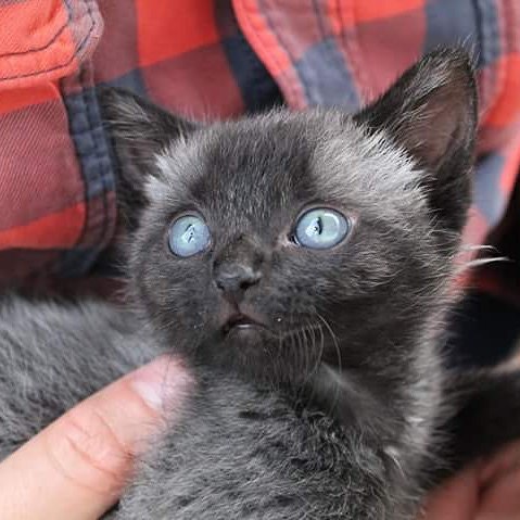 网友捡到一只小黑猫长大后成黑豹,路上捡的小猫原来是宠物猫