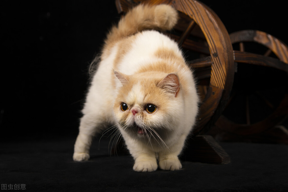 加菲猫掉毛家里怎么清理,加菲猫掉毛吃什么维生素