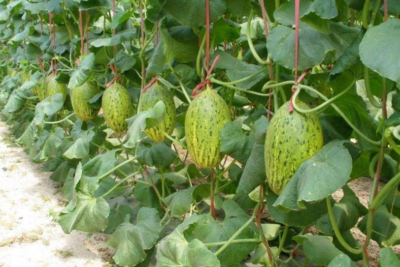 西瓜甜瓜种植施肥防病虫害技术,早春大棚甜瓜主要病虫害有哪些
