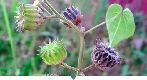 植物小时候和长大的名字不一样,小时候一种类似于甘蔗的植物