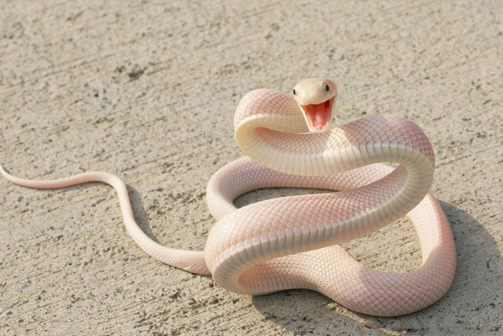 专家捕蛇技术,抓蛇高手徒手抓蛇