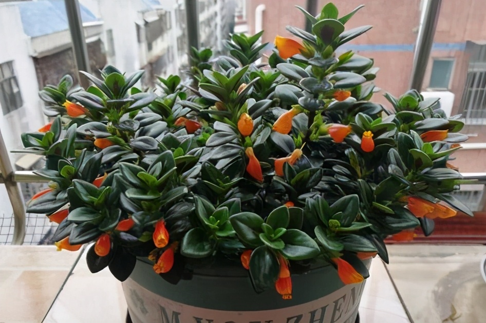 金鱼吊兰发黄最快处理方法,金鱼吊兰的生活习性和养殖方法