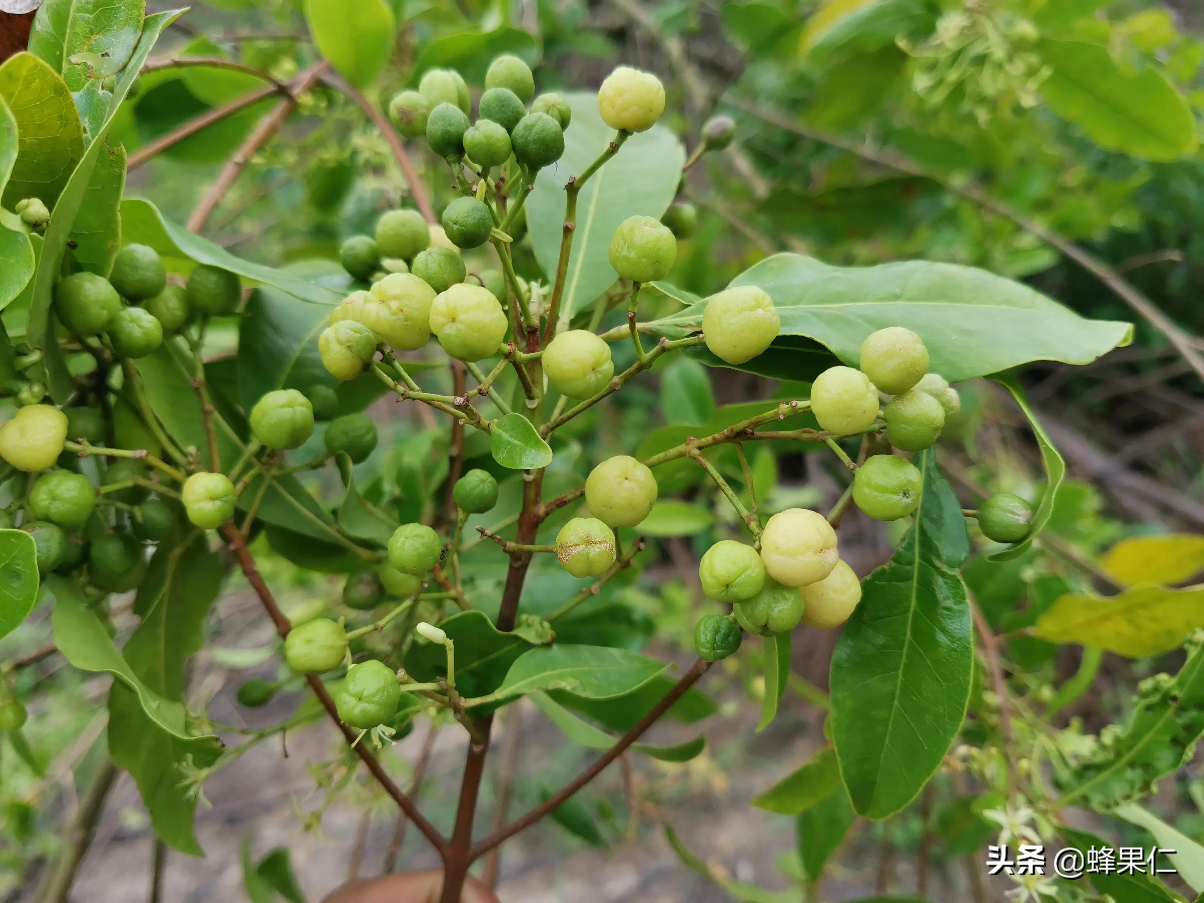 农村的所有野果,农村常见50种野果