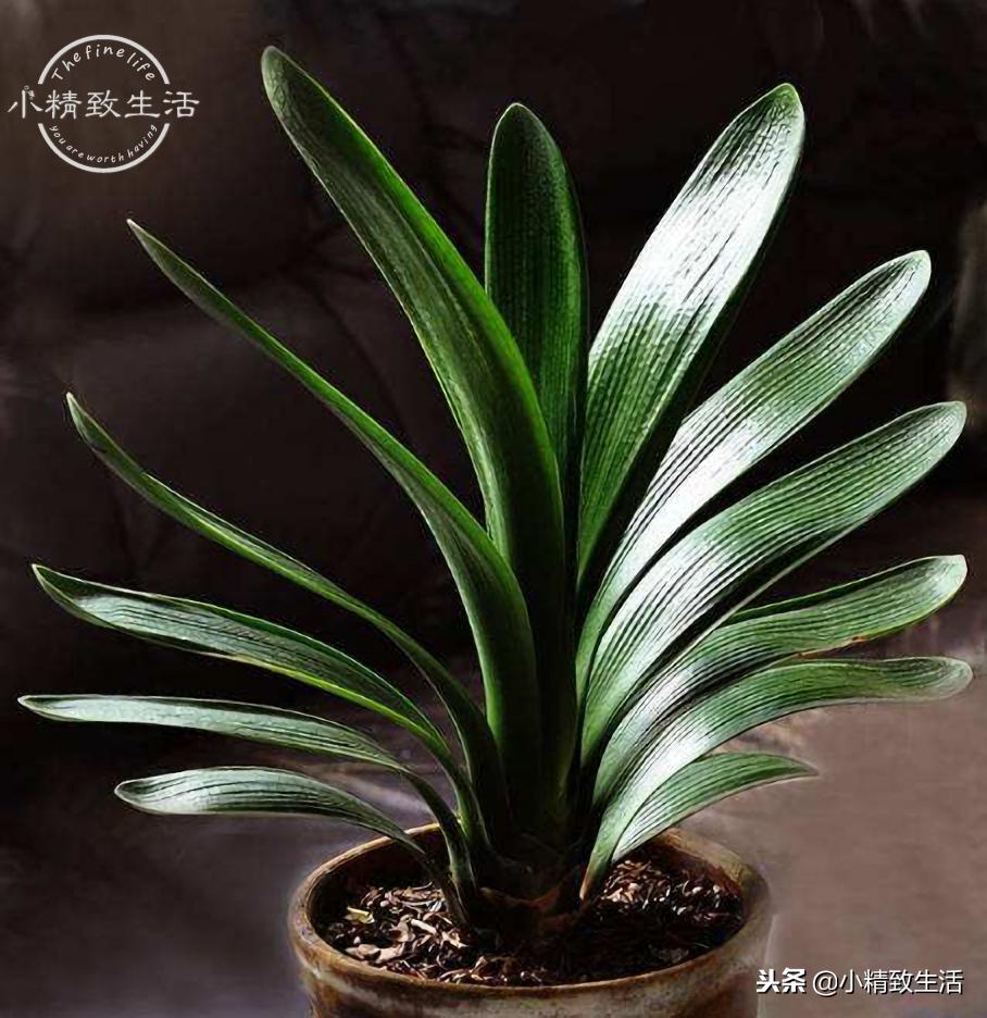 养君子兰需要什么条件才能开花,君子兰怎么养护才能让它开花