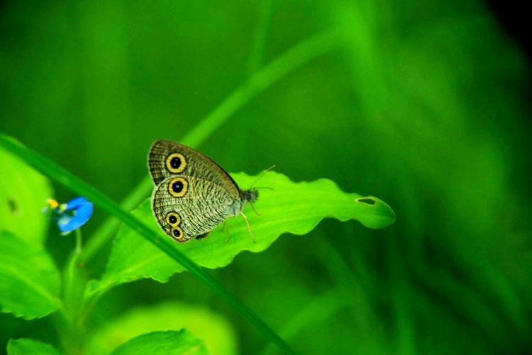 原创蝴蝶恋花,蝶恋花蝴蝶原唱