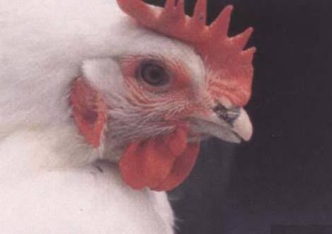 鸡支原体感染引起的肿脸,鸡支原体病肿头肿脸