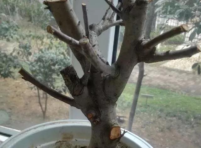 珍珠柏盆景不绿不发新芽怎么回事,盆景老桩上盆发芽后新芽干枯