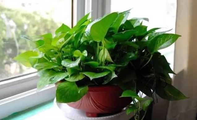 绿萝怎么养才爆盆和爬满墙,绿萝的养殖方法水培绿萝