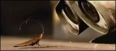 处理厨余垃圾的虫子,可以清理厨余垃圾的虫子