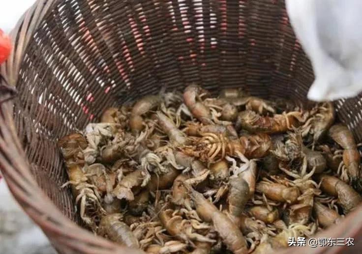 蝼蛄一斤卖几块,蝼蛄多少钱一斤和用处