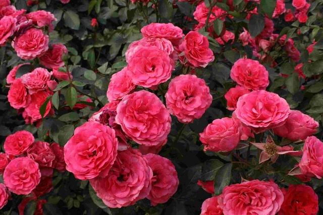 买花的正确方法和技巧,买花前的十大技巧