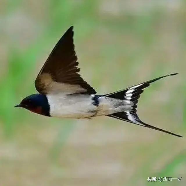 咏蝴蝶的七绝,蝴蝶恋花诗词七绝