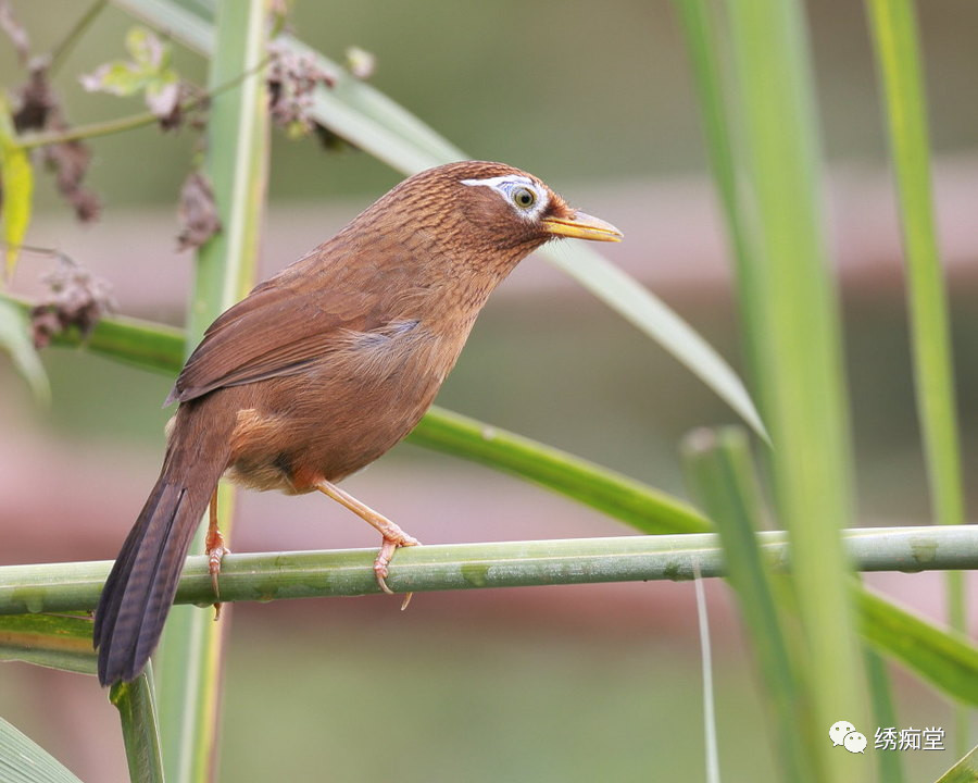 和鸟交谈,怎样和鸟交流沟通