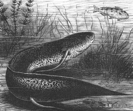 创意素描图片临摹大全4k,零基础简单素描画临摹