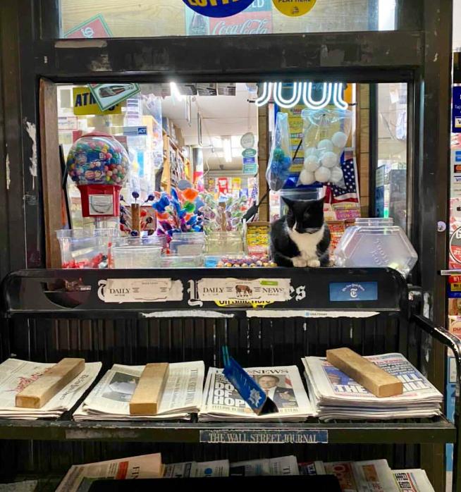 与陌生的猫接触,两只不认识的猫咪相遇会发生什么