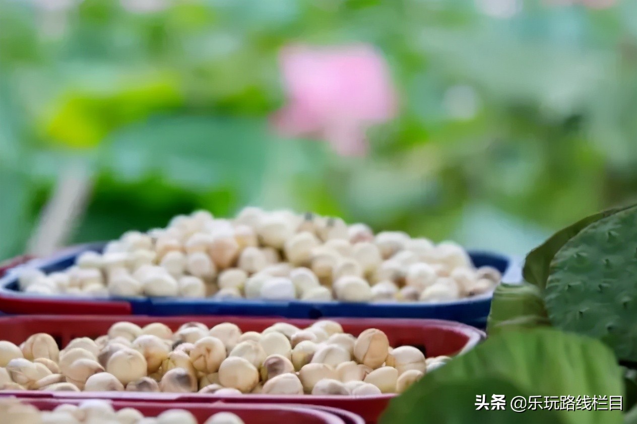 清明周末去哪玩？青田这个神仙山村必须打卡