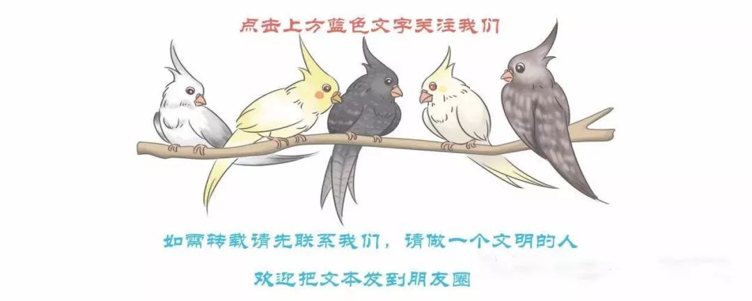 玄凤鹦鹉是哈士奇吗,玄凤公鹦鹉哈气