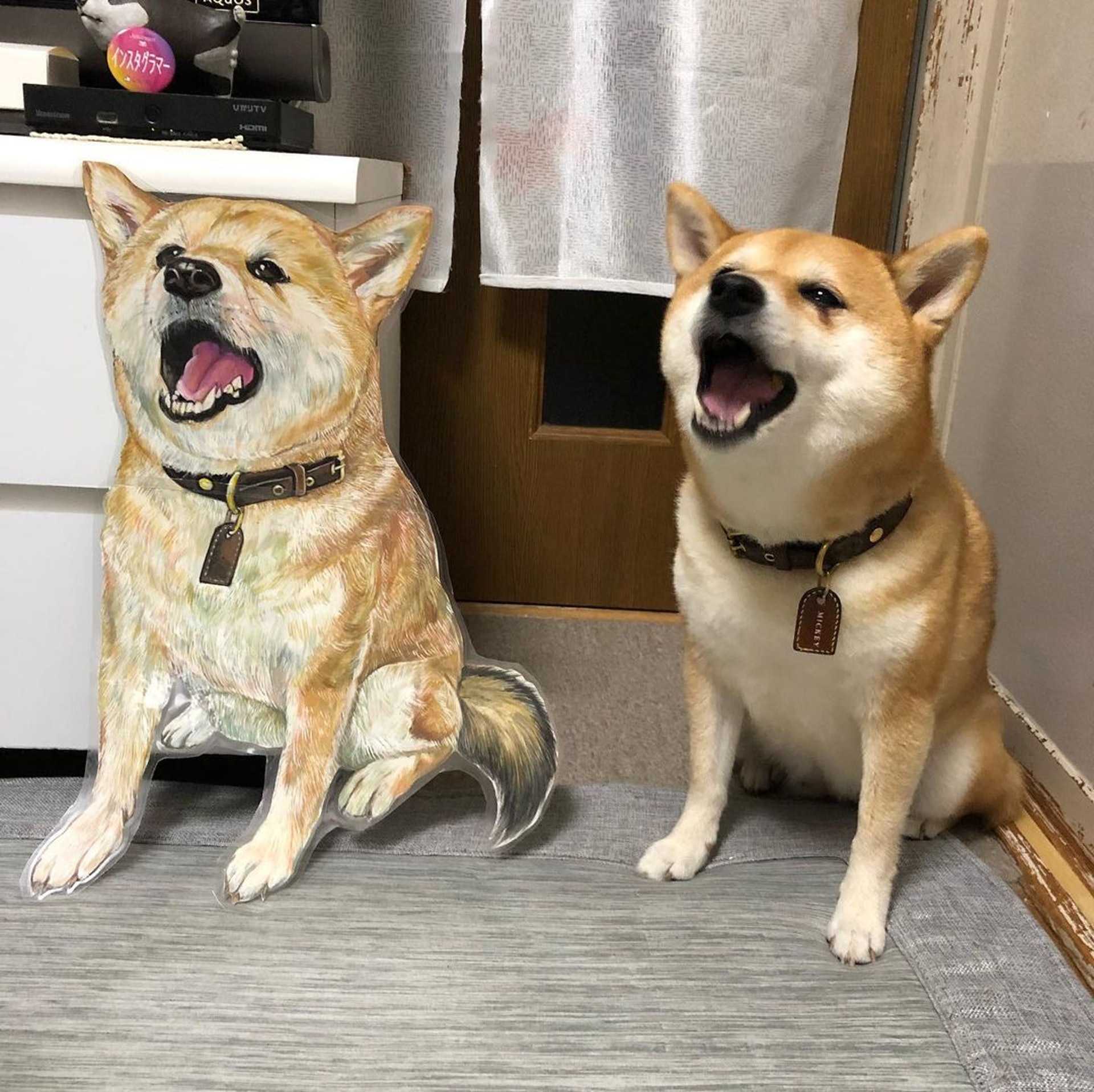 被砖头压住了!影帝柴犬超入戏25个连自己也骗倒的瞬间