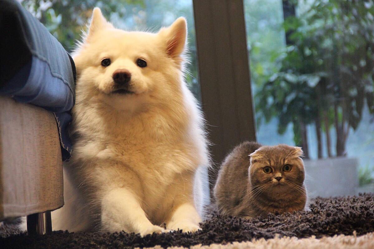 宠物店招商加盟一般多少钱,宠物店2万元加盟开店