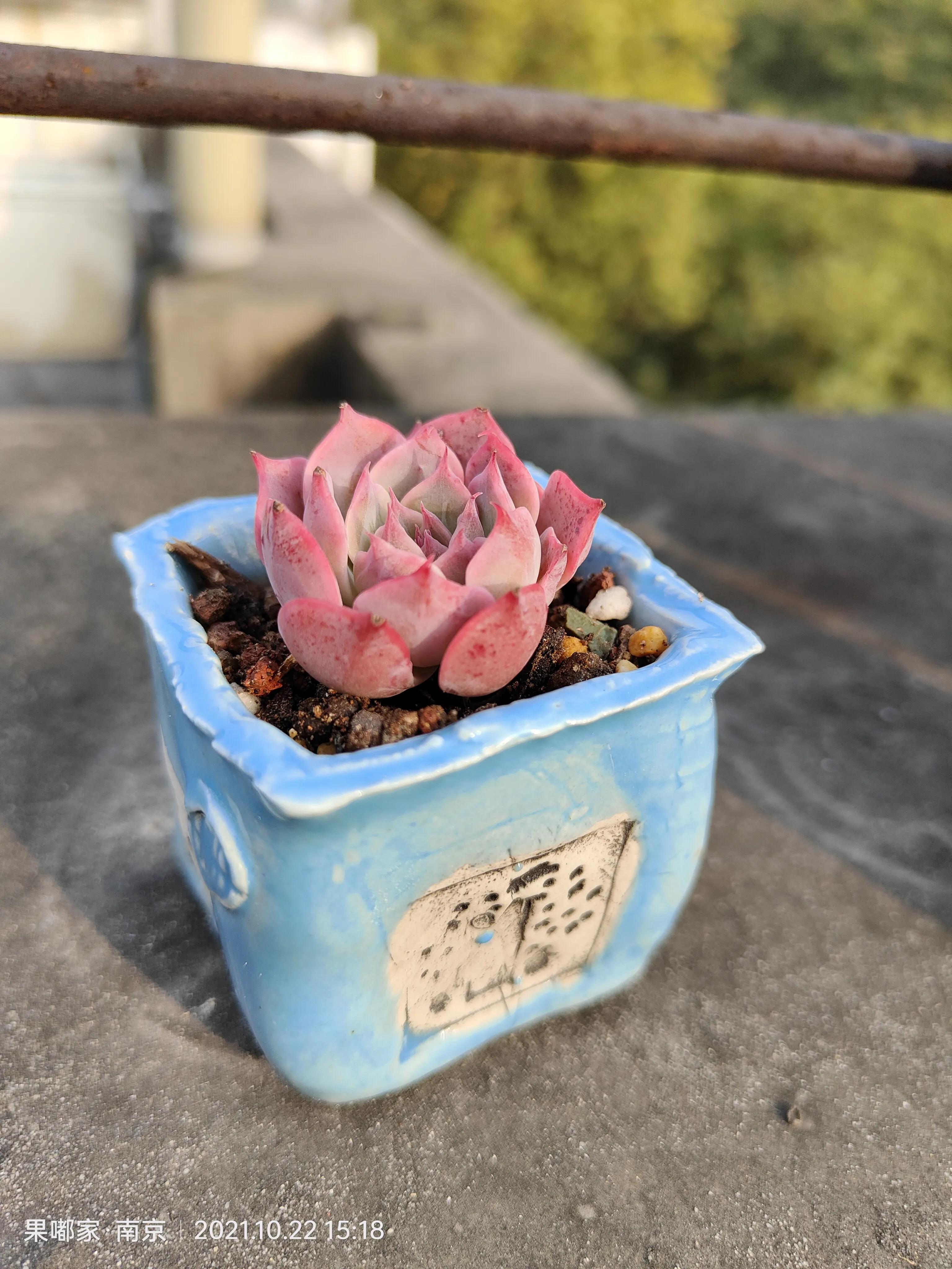 肉肉变美的季节到了,怎么把肉肉练精致