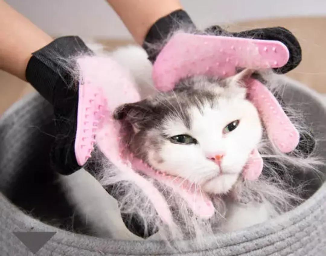 猫咪身上一块一块的掉毛是啥原因,猫咪皮肤结痂掉毛擦什么药比较好