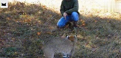 好心人救助小动物视频,猞猁被救助