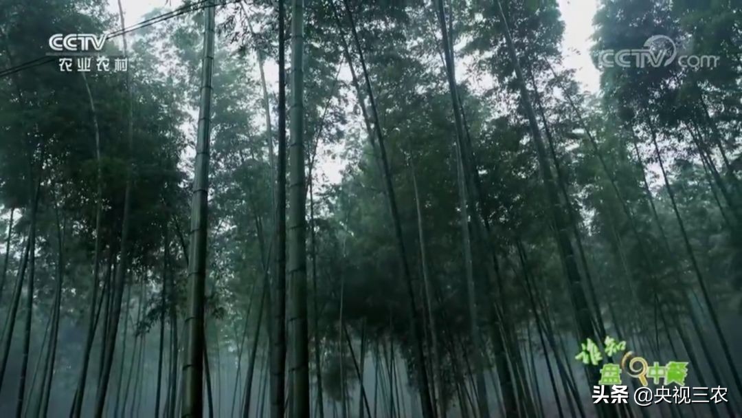 五星级大厨教你冬笋怎么没有涩味,冬笋去除涩味凉水下锅还是开水