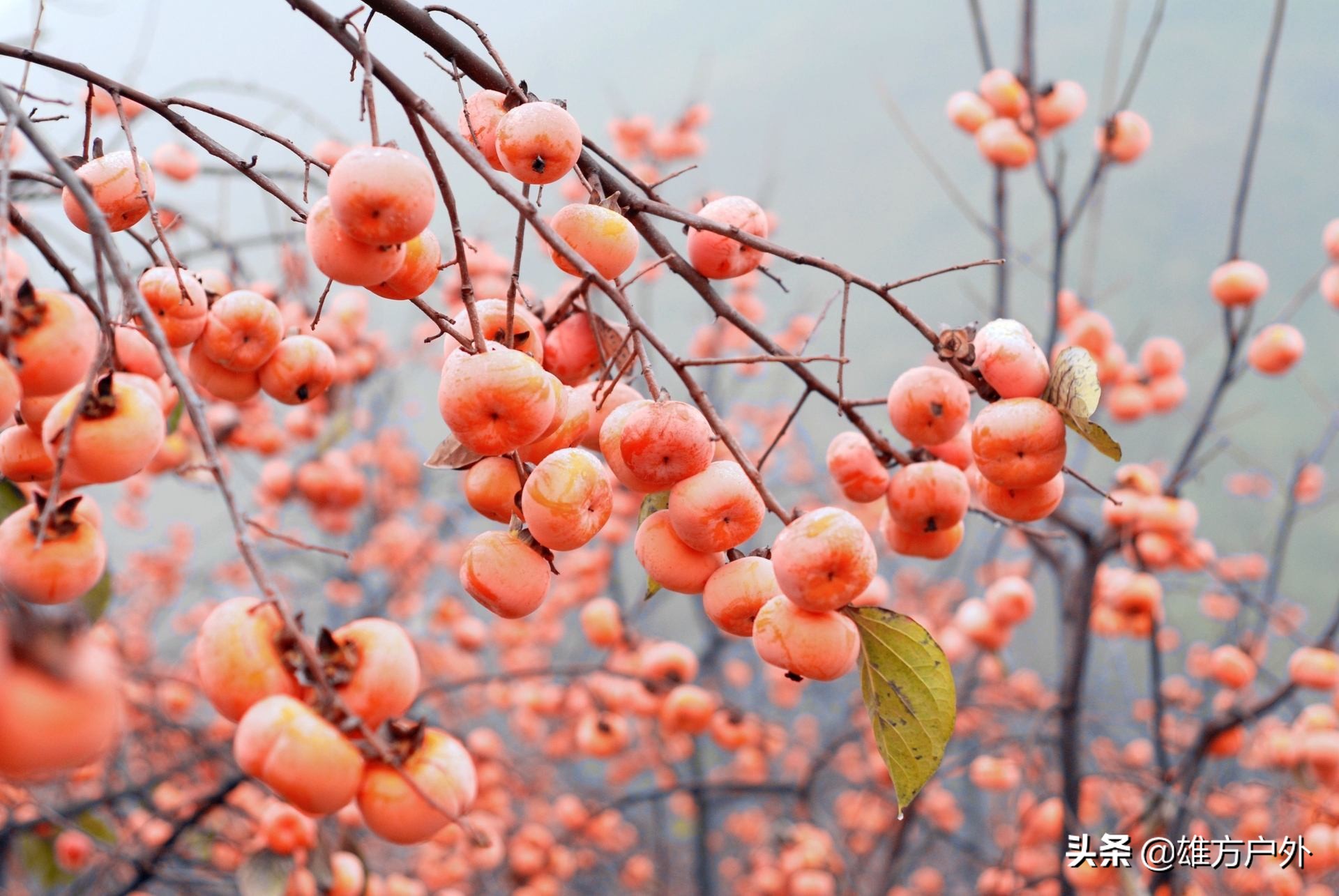 漓江兴坪古镇美景,兴坪古镇漓江游