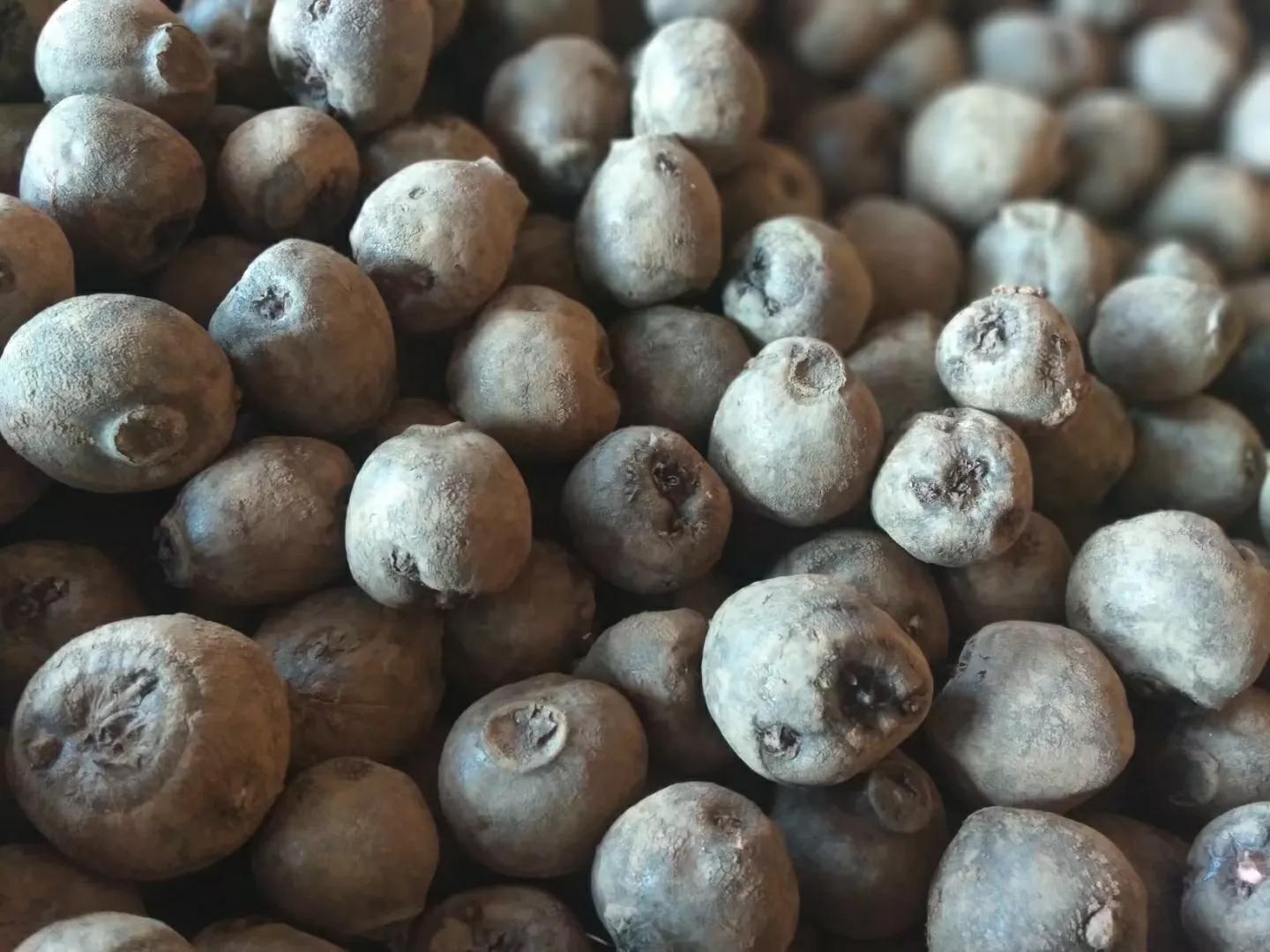 魔芋种植近几年价格变化,魔芋价值低迷种植前景还行吗