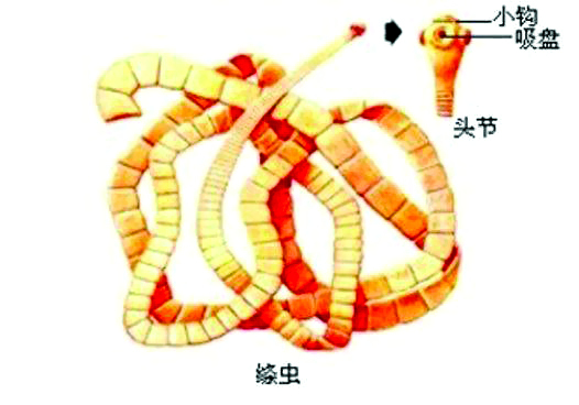 鹦鹉寄生虫有哪些,鹦鹉的寄生虫有什么症状