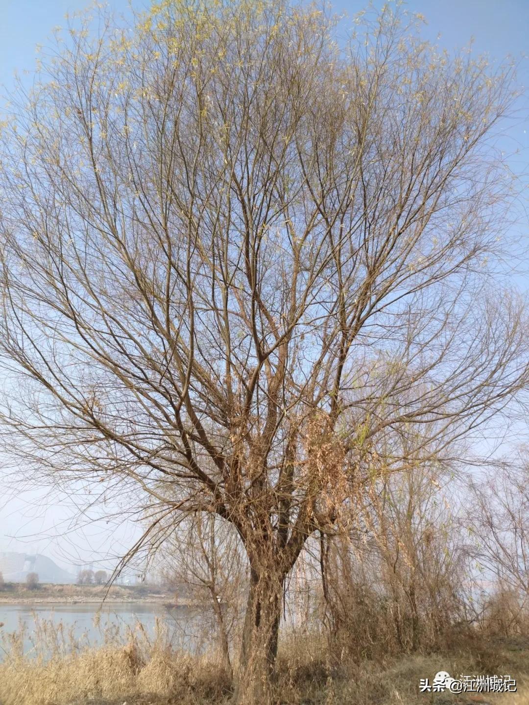 芳草萋萋汉水边,杨泗港大桥江滩公园网红打卡地