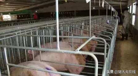 西门塔尔不发情的原因,母猪不怀孕的原因及解决办法