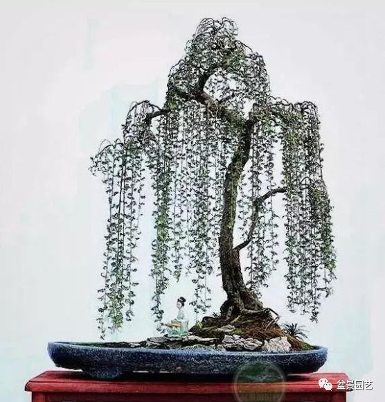 有哪些经典盆景树种,最值得收藏的六种盆景树种是哪些