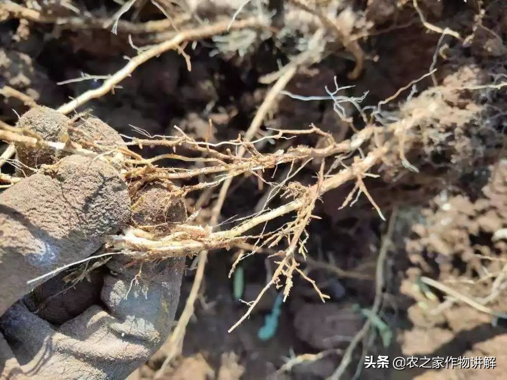 防治根腐病绝密配方,果树根腐