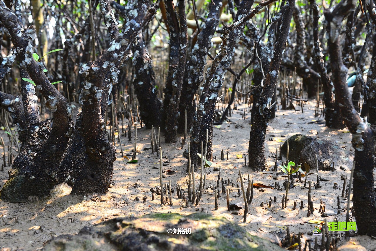 海滩怪石古渔村，名气不及三亚，但现在却越来越多东北人在此定居
