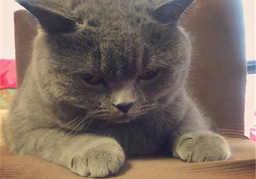 猫咪先兆流产不治疗的后果,猫咪早产为什么迟迟生不出来