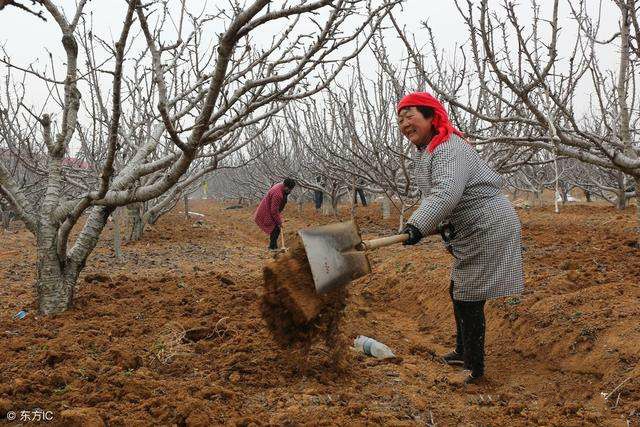 氮、磷、钾—对果树大樱桃的重要性，你用对了吗？