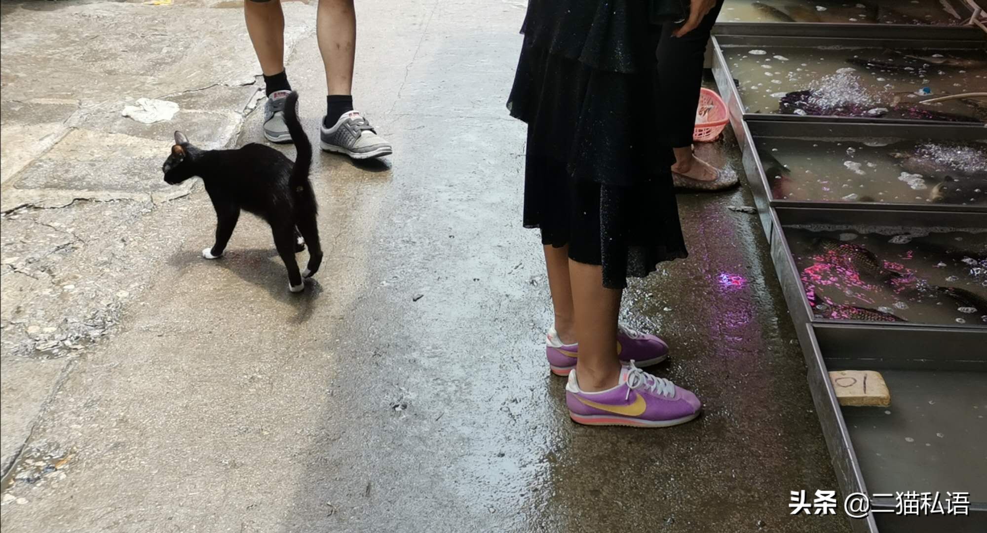 奶牛猫欲向鱼档主讨鱼吃,见有人来买鱼竟然如此做,真是太聪明了