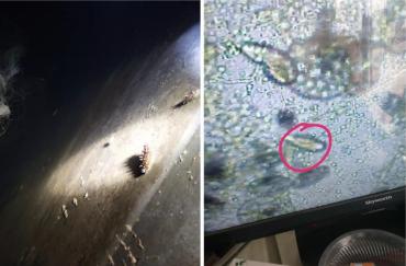 海参纤毛虫病用什么药,虫见愁怎么样