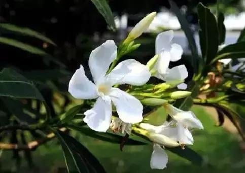 世界各国国花大开眼界美到爆,世界各国国花及国树