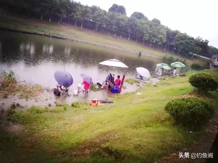 小鲫鱼太多如何钓大鲫鱼,小鲫鱼特别多怎么钓大鲫鱼
