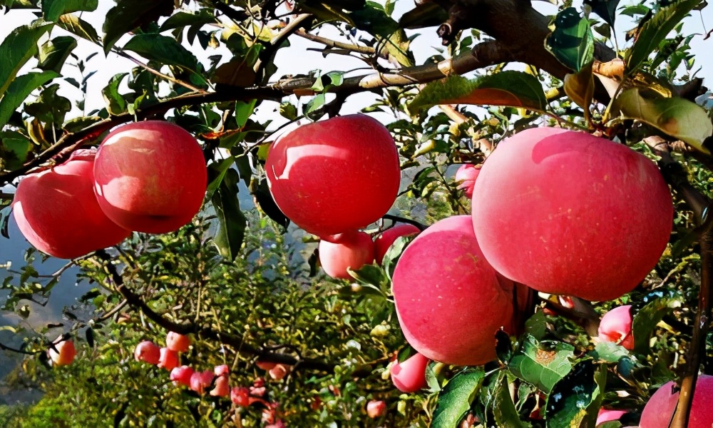 中国哪个地区的苹果最甜最好吃,中国哪里的苹果最好吃