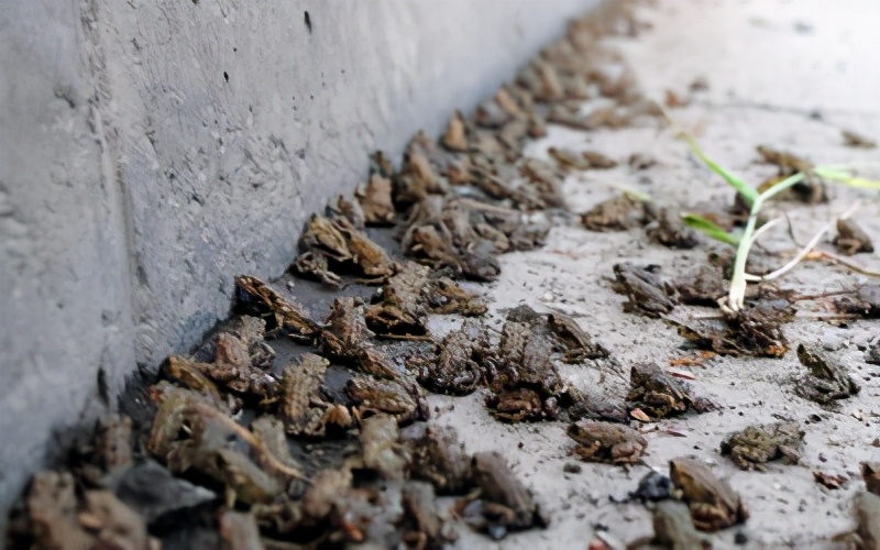 青蛙出动多是地震预兆吗,青蛙大批出来后多久发生地震