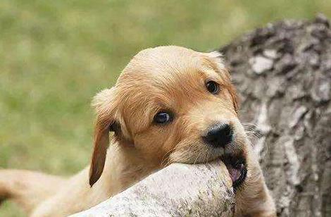 狗狗异食癖吃什么微量元素,狗狗异食癖是什么意思