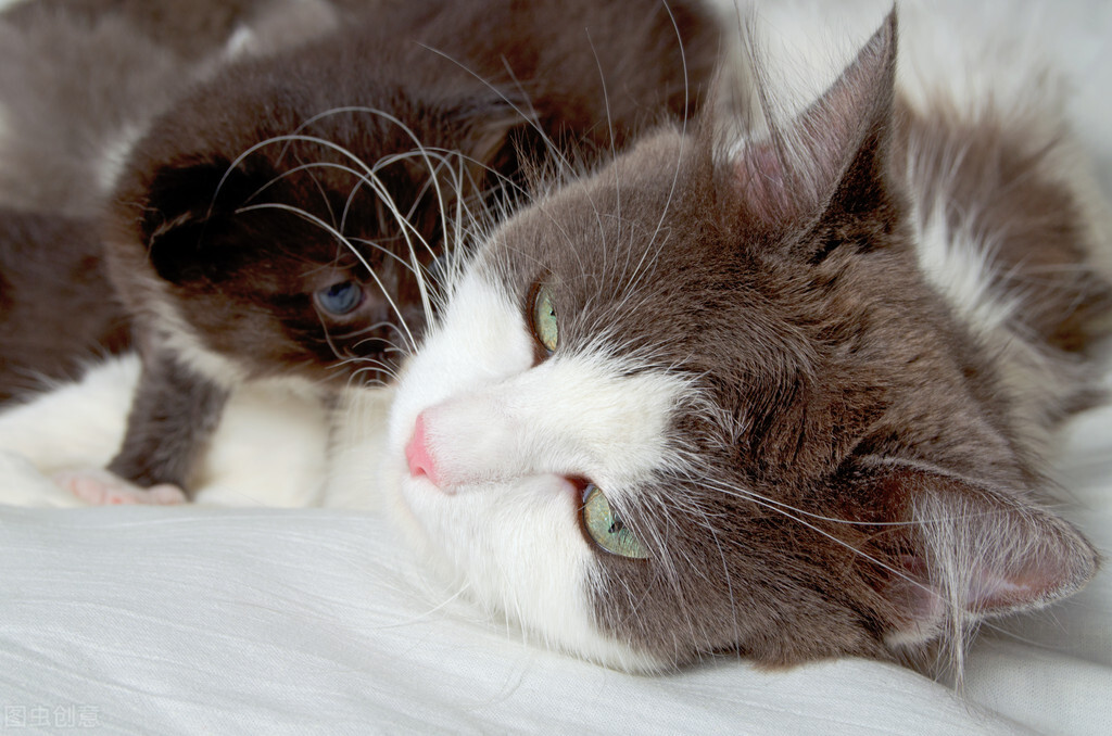 公猫对母猫专一吗,公猫对母猫求爱是什么原因