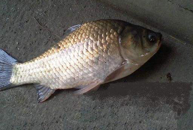 日本假鲫鱼入侵，却成钓友们的美味，一钓就一桶，比土生鲫鱼好吃